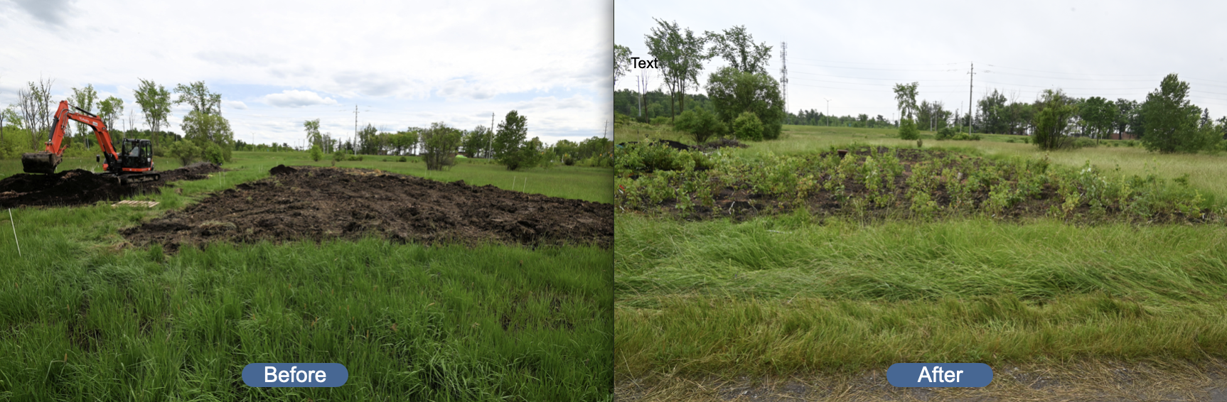 An Introduction to Our Tiny Forest Demonstration Plots